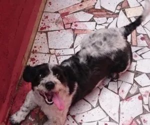 Cachorro raça SRD idade 2 anos nome Tobby