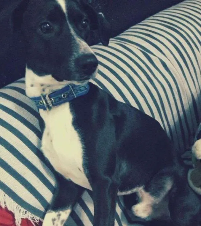 Cachorro ra a mistura de salsicha com viralata  idade 2 anos nome Neguinho 