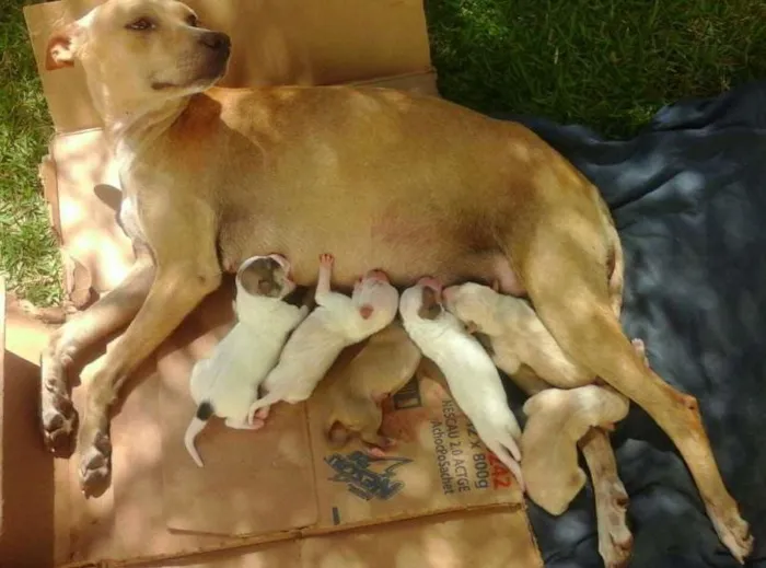 Cachorro ra a vira lata idade 2 a 6 meses nome vanessa pituquinha