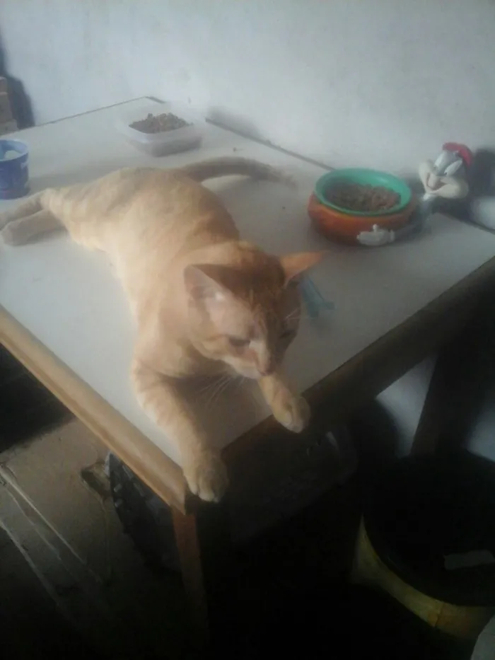 Gato raça  idade 2 anos nome Lindo 