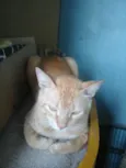 Gato raça  idade 2 anos nome Lindo 