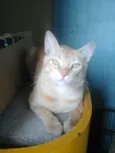Gato raça  idade 2 anos nome Lindo 
