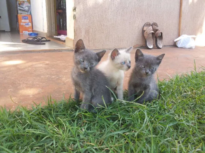 Gato ra a VIRALATAS idade 2 a 6 meses nome FUMAÇA