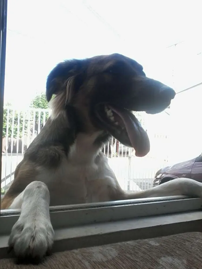 Cachorro ra a Vira lata idade 1 ano nome Nina