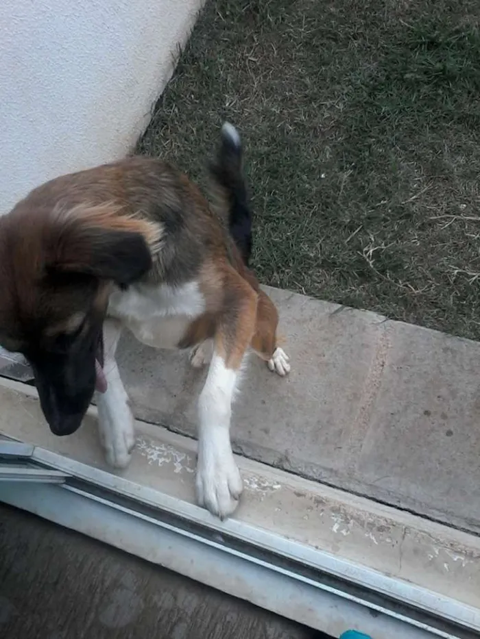 Cachorro ra a Vira lata idade 1 ano nome Nina