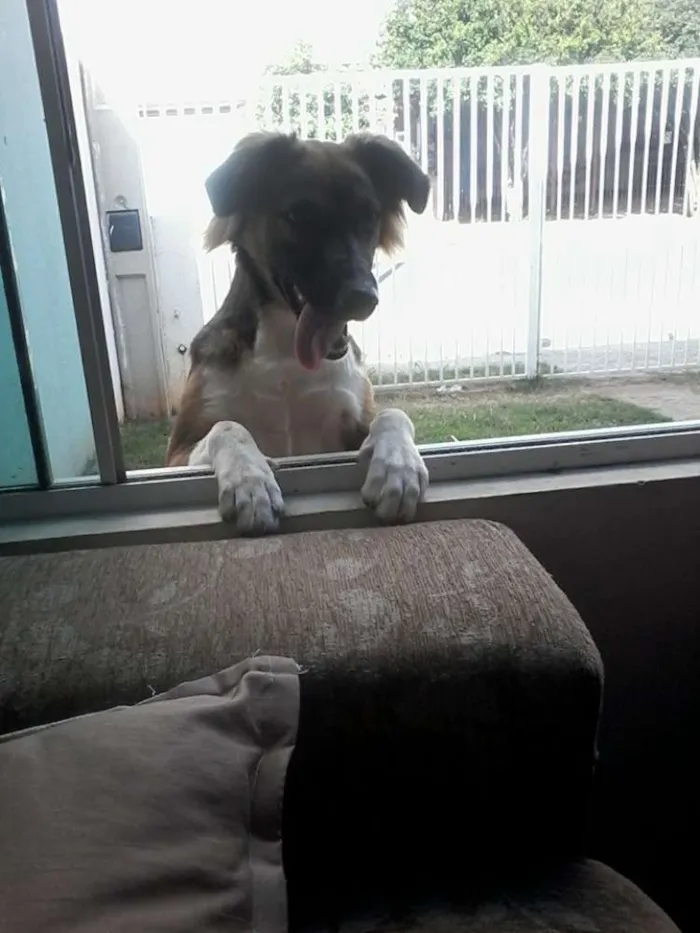 Cachorro ra a Vira lata idade 1 ano nome Nina