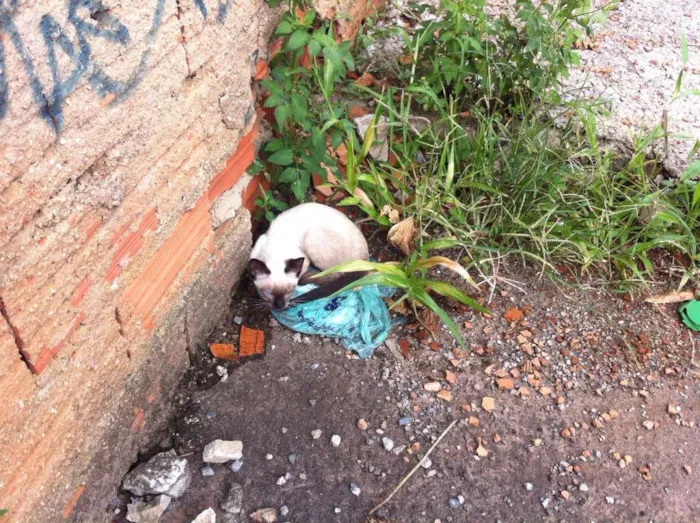 Gato raça Siamês idade 2 a 6 meses nome desconhecido