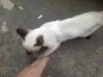 desconhecido