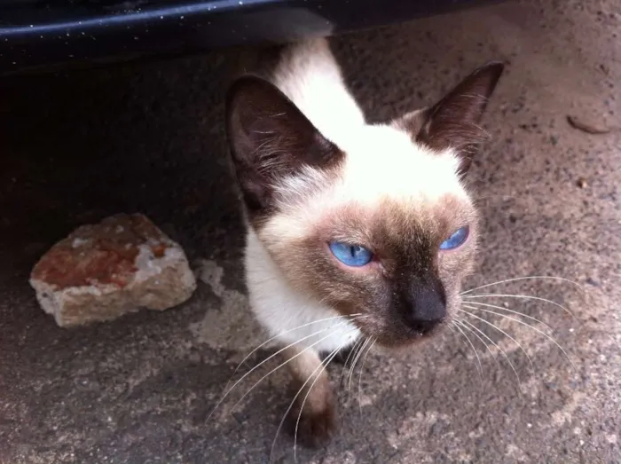 Gato raça Siamês idade 2 a 6 meses nome desconhecido