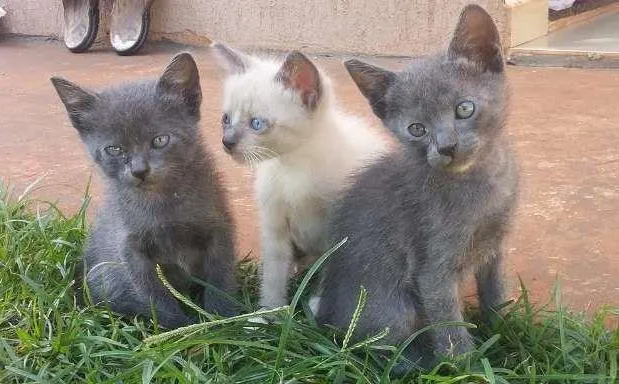 Gato ra a VIRALATAS idade 2 a 6 meses nome FUMAÇA