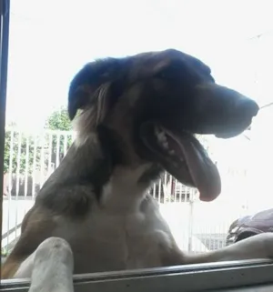Cachorro raça Vira lata idade 1 ano nome Nina