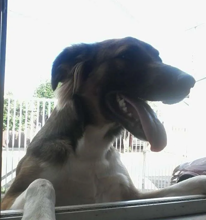 Cachorro ra a Vira lata idade 1 ano nome Nina