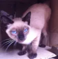 desconhecido