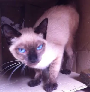 Gato raça Siamês idade 2 a 6 meses nome desconhecido