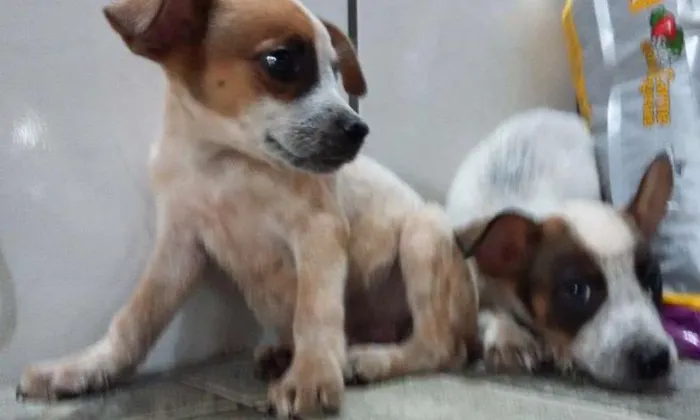 Cachorro ra a SRD idade 2 a 6 meses nome Filhotes