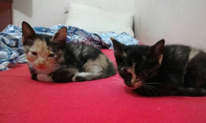 Gato raça pé duro idade 2 a 6 meses nome Zafira e Zaquira