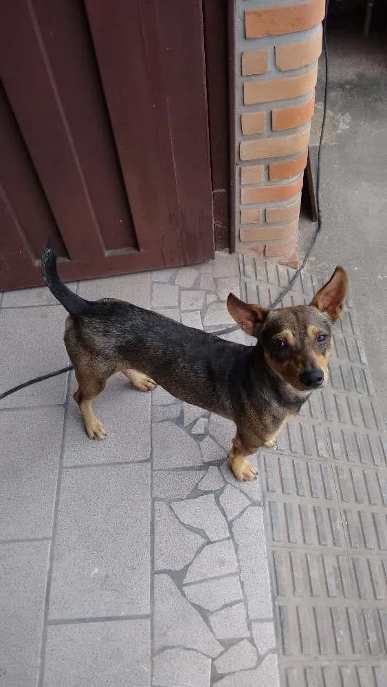 Cachorro ra a vira-lata idade 4 anos nome Nininho