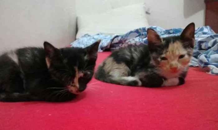 Gato raça pé duro idade 2 a 6 meses nome Zafira e Zaquira
