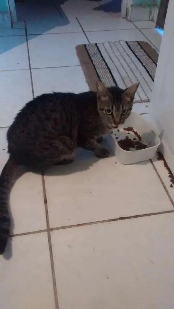 Gato raça  idade 1 ano nome Kaila