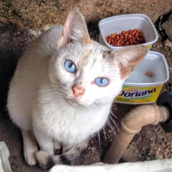 Gato ra a SRD idade  nome Não tenho nome