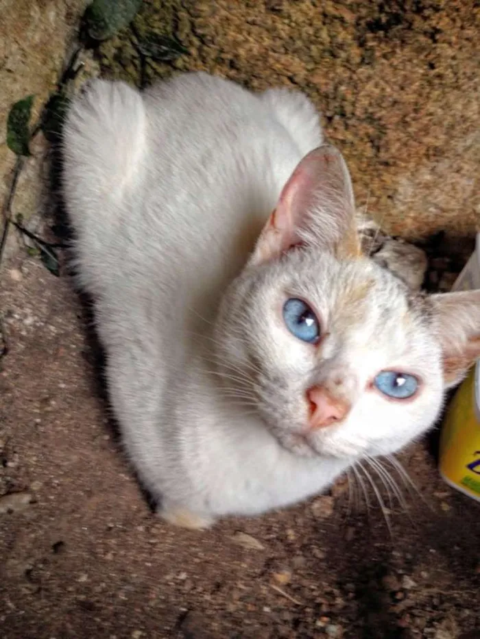 Gato ra a SRD idade  nome Não tenho nome