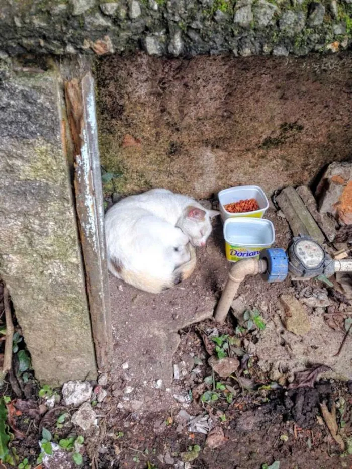 Gato ra a SRD idade  nome Não tenho nome