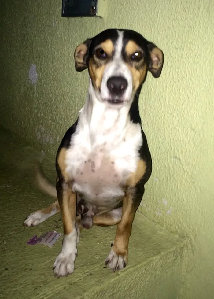 Cachorro ra a Vira Lata idade 4 anos nome Espirro