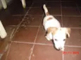 PIPOCA