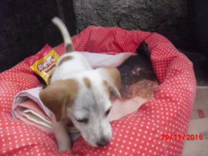Cachorro ra a SRD idade Abaixo de 2 meses nome PIPOCA