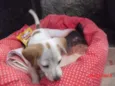 PIPOCA