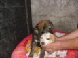 PIPOCA