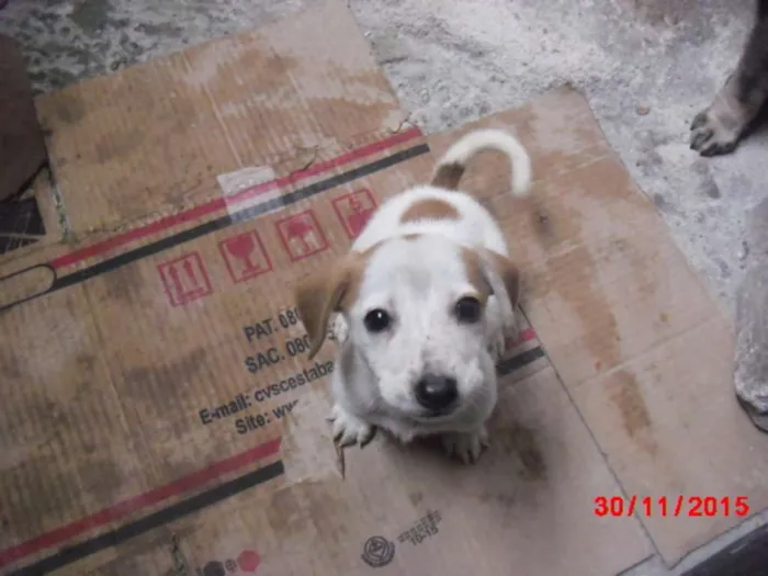 Cachorro ra a SRD idade Abaixo de 2 meses nome PIPOCA