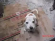 PIPOCA