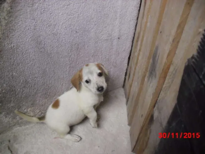 Cachorro ra a SRD idade Abaixo de 2 meses nome PIPOCA
