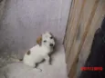 PIPOCA
