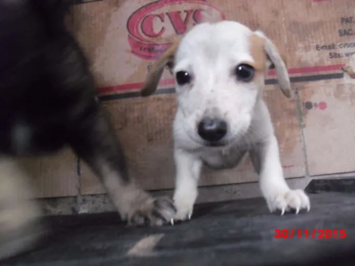 Cachorro ra a SRD idade Abaixo de 2 meses nome PIPOCA