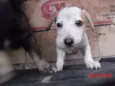 PIPOCA