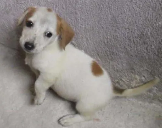 Cachorro ra a SRD idade Abaixo de 2 meses nome PIPOCA