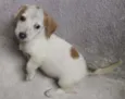 PIPOCA