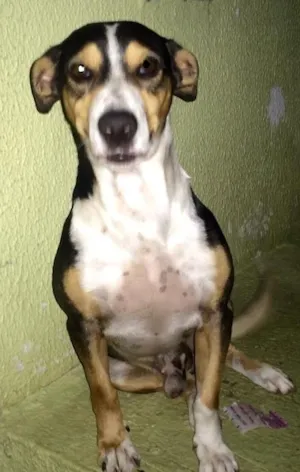 Cachorro raça Vira Lata idade 4 anos nome Espirro