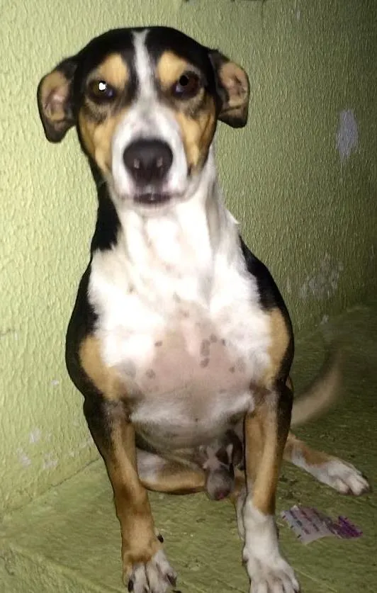 Cachorro ra a Vira Lata idade 4 anos nome Espirro