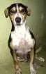 Cachorro raça Vira Lata idade 4 anos nome Espirro