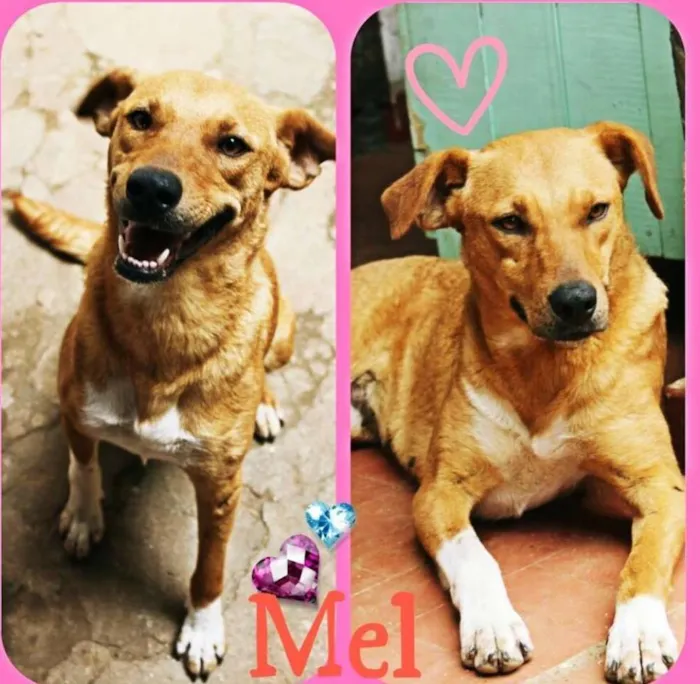 Cachorro ra a SRD idade 2 anos nome mel