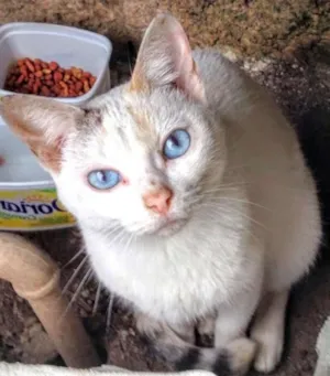 Gato raça SRD idade  nome Não tenho nome