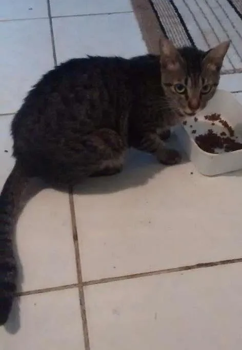Gato raça  idade 1 ano nome Kaila