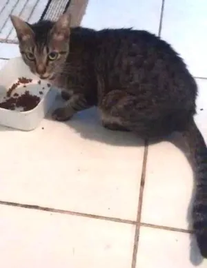 Gato raça  idade 1 ano nome Kaila