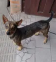 Nininho