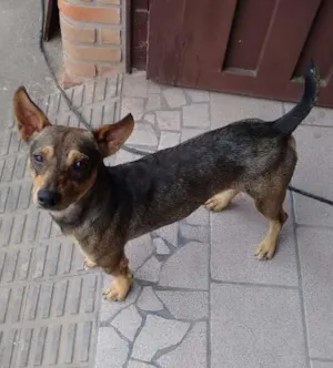Cachorro raça vira-lata idade 4 anos nome Nininho