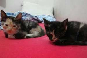 Gato raça pé duro idade 2 a 6 meses nome Zafira e Zaquira