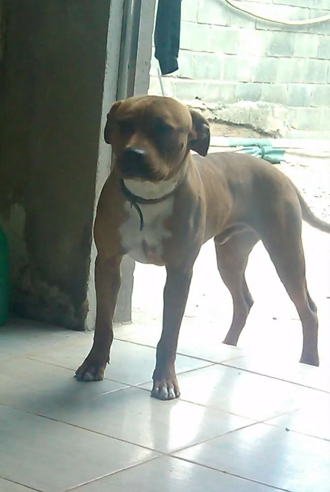 Cachorro ra a Pit bull idade 1 ano nome Spike